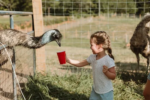 Springtime Exotic Petting Farm