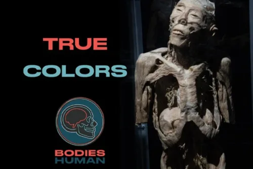 Bodies Human