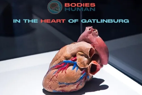 Bodies Human
