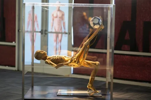 Bodies Human