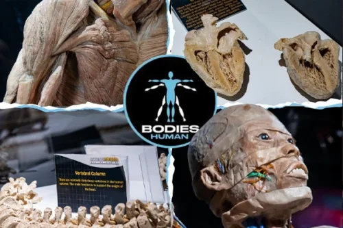 Bodies Human