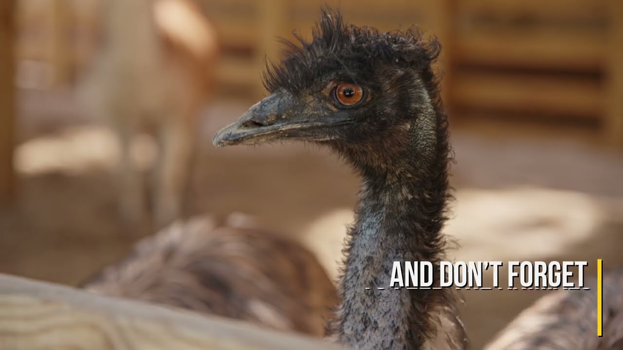 youtube placeholder image